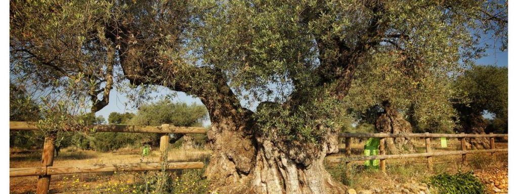  La Generalitat Valenciana lanza un blog para publicitar la Ruta de los Olivos Milenarios