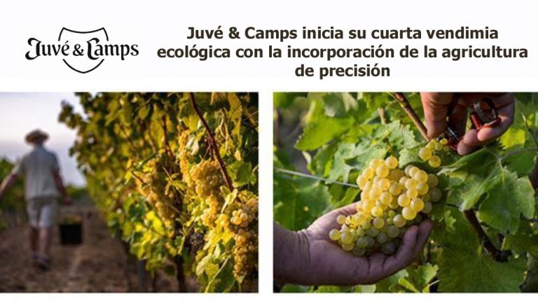 Juvé & Camps inicia su cuarta vendimia ecológica con la incorporación de la agricultura de precisión