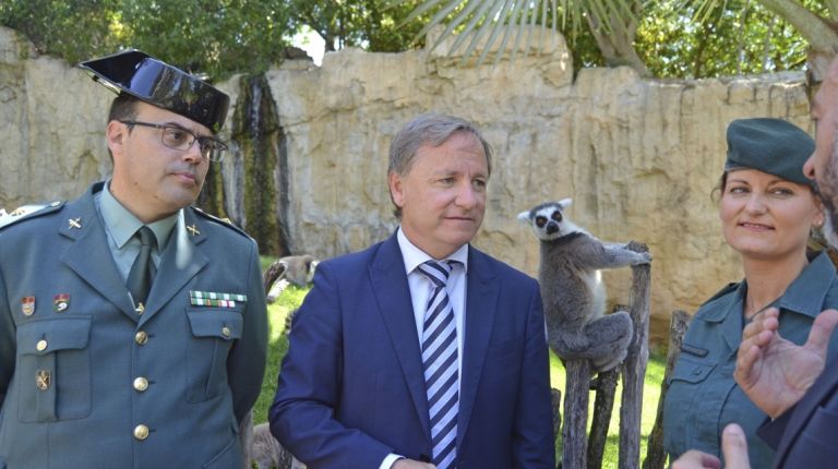 BIOPARC Valencia acoge un Lémur Catta incautado por la Guardia Civil