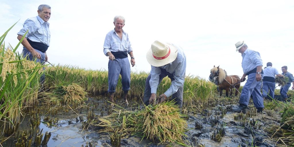  LA D.O. ARROZ DE VALENCIA ORGANIZA ESTE DOMINGO LA VI EDICIÓN DE LA FIESTA DE LA SIEGA