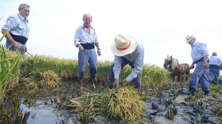 LA D.O. ARROZ DE VALENCIA ORGANIZA ESTE DOMINGO LA VI EDICIÓN DE LA FIESTA DE LA SIEGA