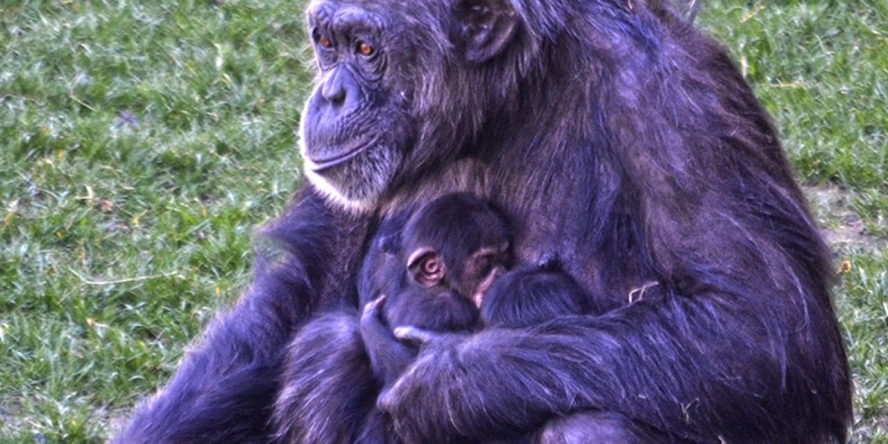  BIOPARC presenta sus objetivos para 2019