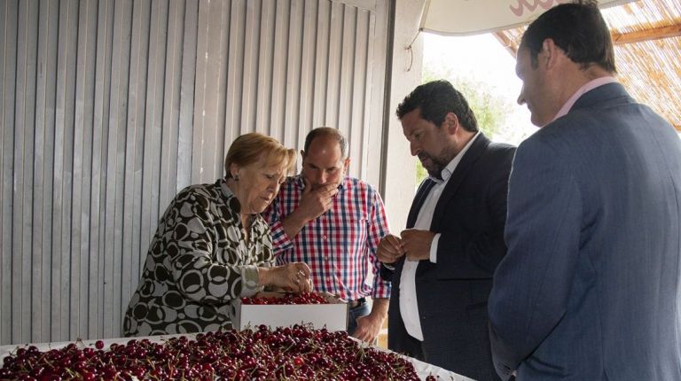 La Diputación impulsa con Castelló Ruta de Sabor el consumo de la cereza autóctona