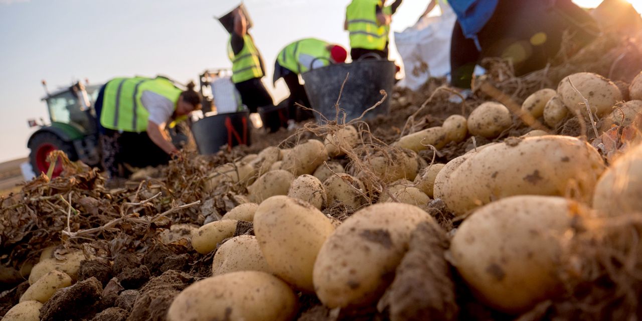  MERCADONA HA COMERCIALIZADO 184.800 TONELADAS DE PATATA NACIONAL ESTE AÑO, UN 35% MÁS