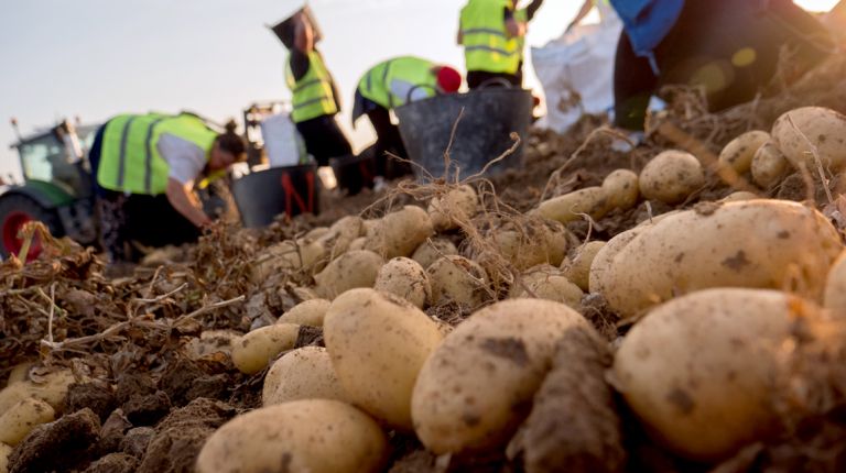 MERCADONA HA COMERCIALIZADO 184.800 TONELADAS DE PATATA NACIONAL ESTE AÑO, UN 35% MÁS