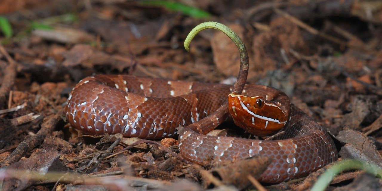  La exposición de criaturas venenosas de Terra Natura Benidorm se refuerza con una víbora cantil y una muestra de esqueletos