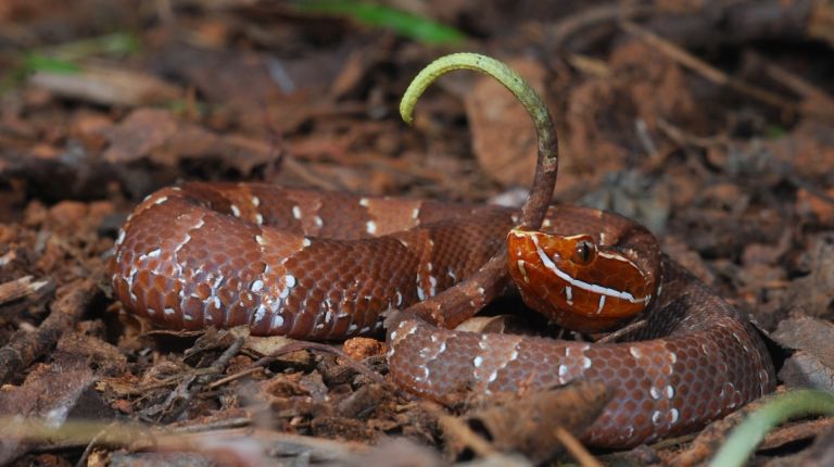 La exposición de criaturas venenosas de Terra Natura Benidorm se refuerza con una víbora cantil y una muestra de esqueletos