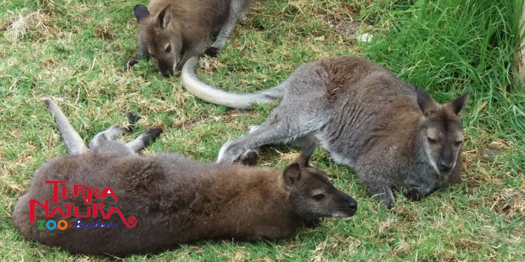  Terra Natura Benidorm introduce por primera vez un grupo de cinco wallabies en sus instalaciones