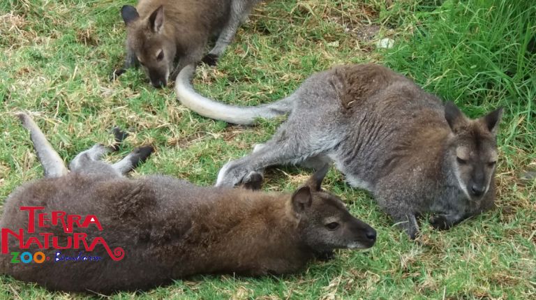 Terra Natura Benidorm introduce por primera vez un grupo de cinco wallabies en sus instalaciones