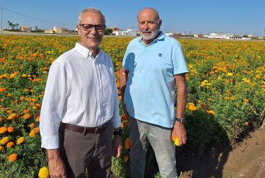 La Batalla de Flores lanzará más de 1,3 millones de clavellons en una contienda que pondrá el punto final a la Feria de Julio 