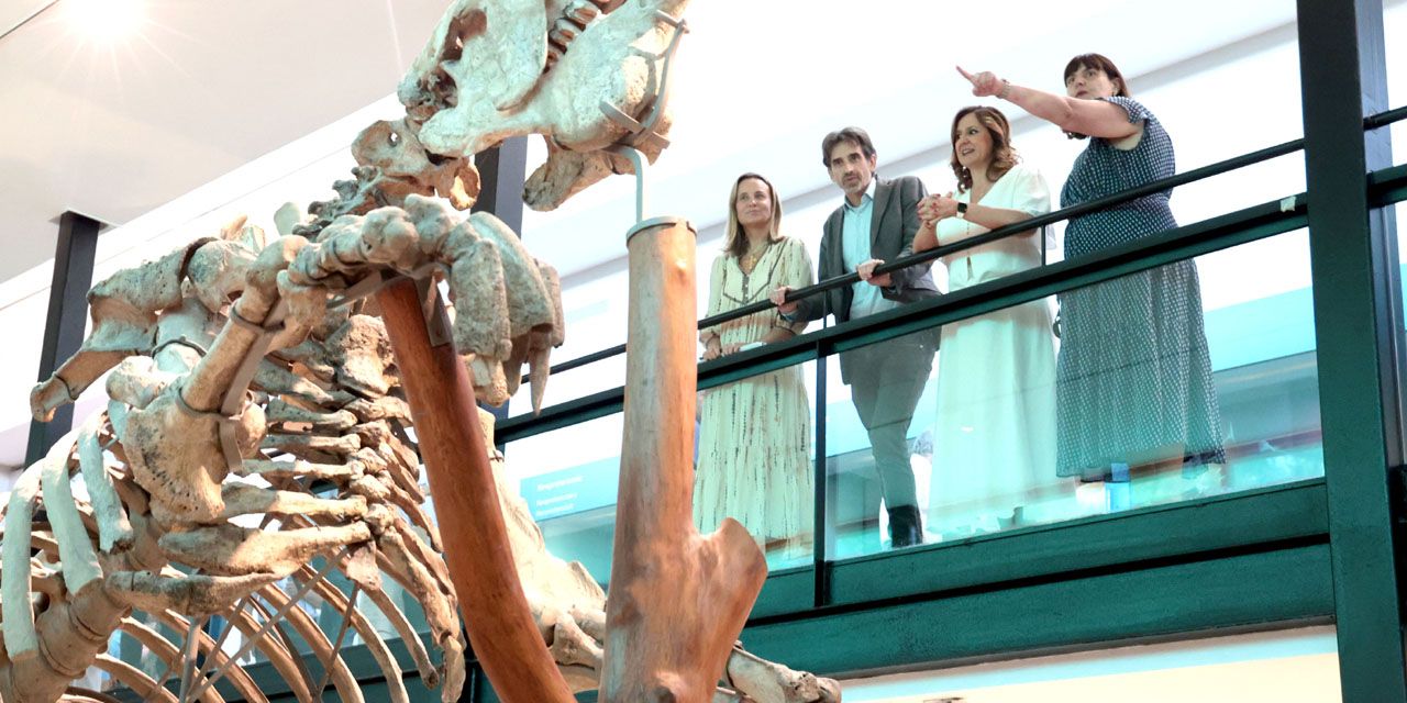  El Museo de Ciencias Naturales remodela su propuesta museográfica y se llamará El Paleontològic 