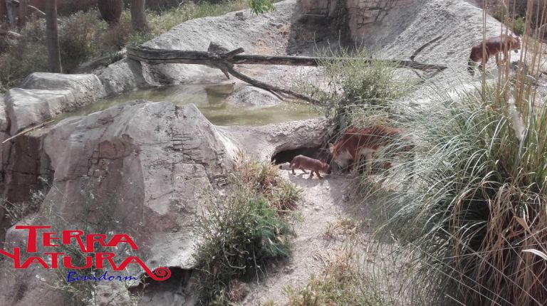 Las praderas de Terra Natura Benidorm  acogen el nacimiento de cuatro dholes