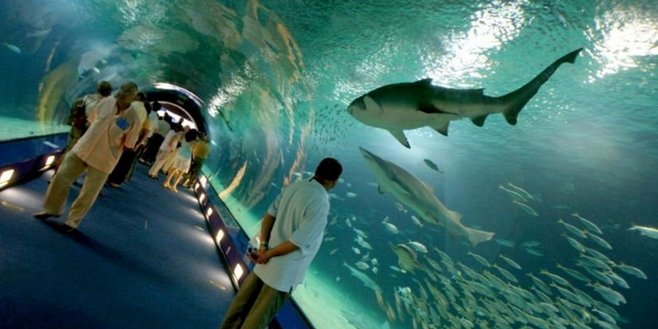 El Oceanogràfic se posiciona como el acuario con mayor número de ...